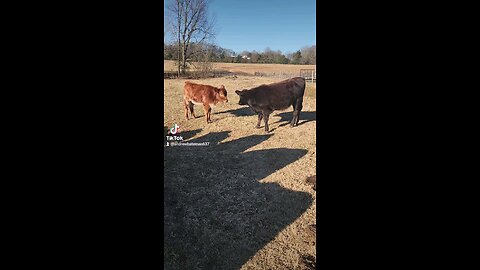 Heifers playing on a cool fall morning.