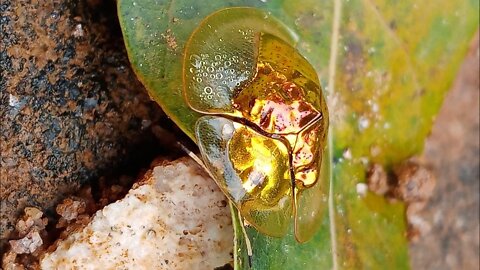 A strange, unseen, unbelievable animal