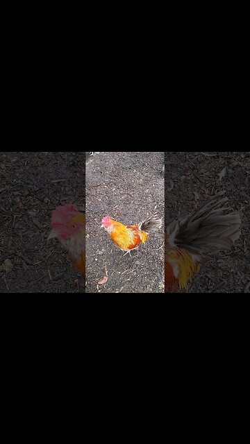 Caught An Egg Thief #chickens #chickenshorts #chickenlife