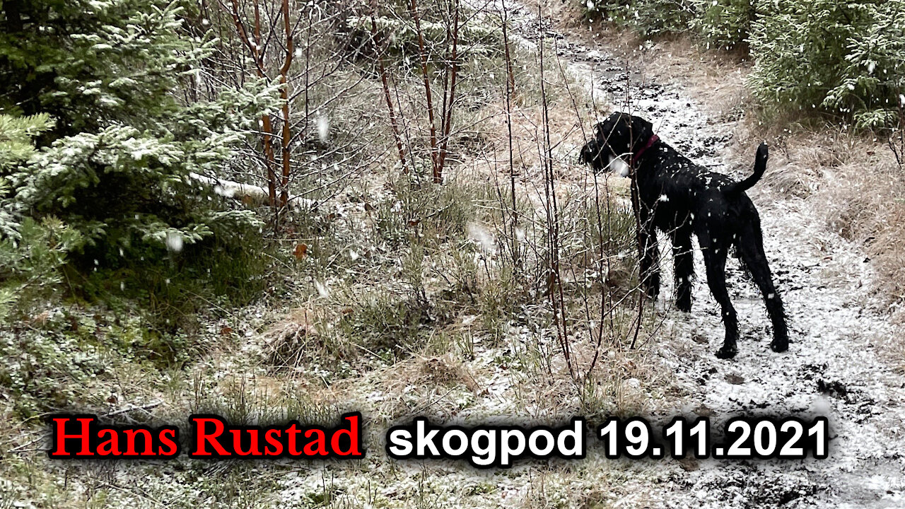 Skogpod 19. november, 2021: -Det finnes ikke noe normalt lenger