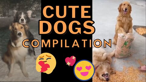 Cute Dogs Compilation Vol. 3 - Adorable Doggies to Make You Smile