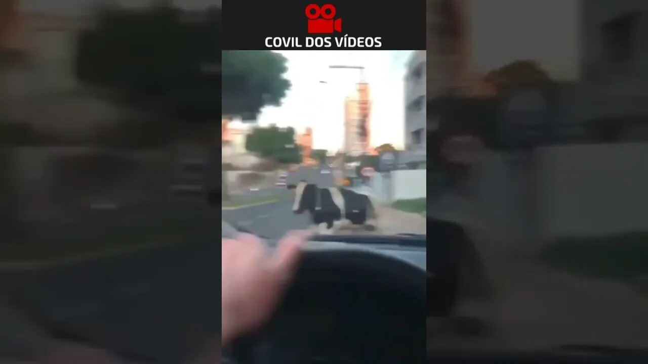 uma vaca atropelou um motoqueiro 😱😱😱