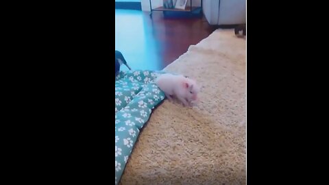 A pig who knows how to have sex very well with mattress .girls have to watch that pig🤣🤣