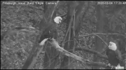 Hays Eagles I'll just jump over you ! 2 4 20 5:19pm