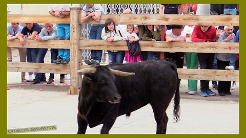 ARGUEDAS ( NAVARRA ) TARDE VACAS CALLE ( DOMINGO 9 ABRIL 2023 ) GANAD.ALFREDO IÑIGUEZ