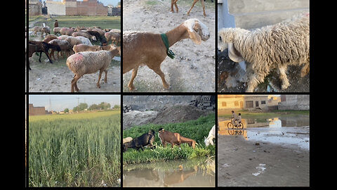 Beauti of nature 🐥🦆🐑🦤🐓