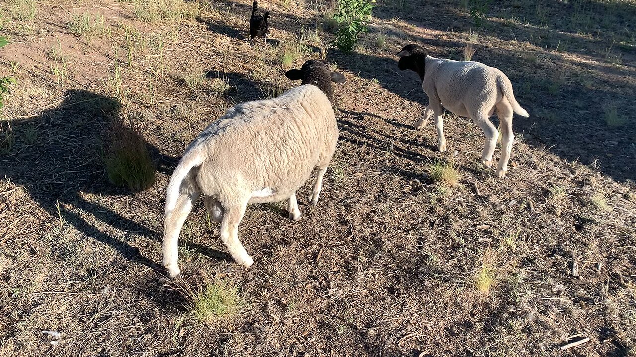 Chicken VS Rams: An Unintentional Cage Match!