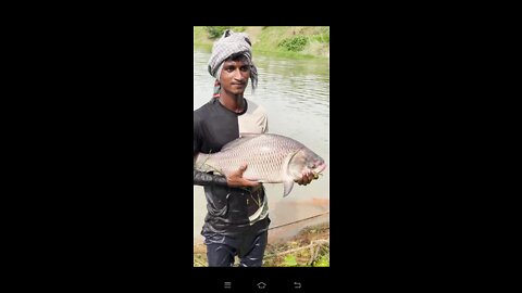 River fishing video|Big fish| net fishing video