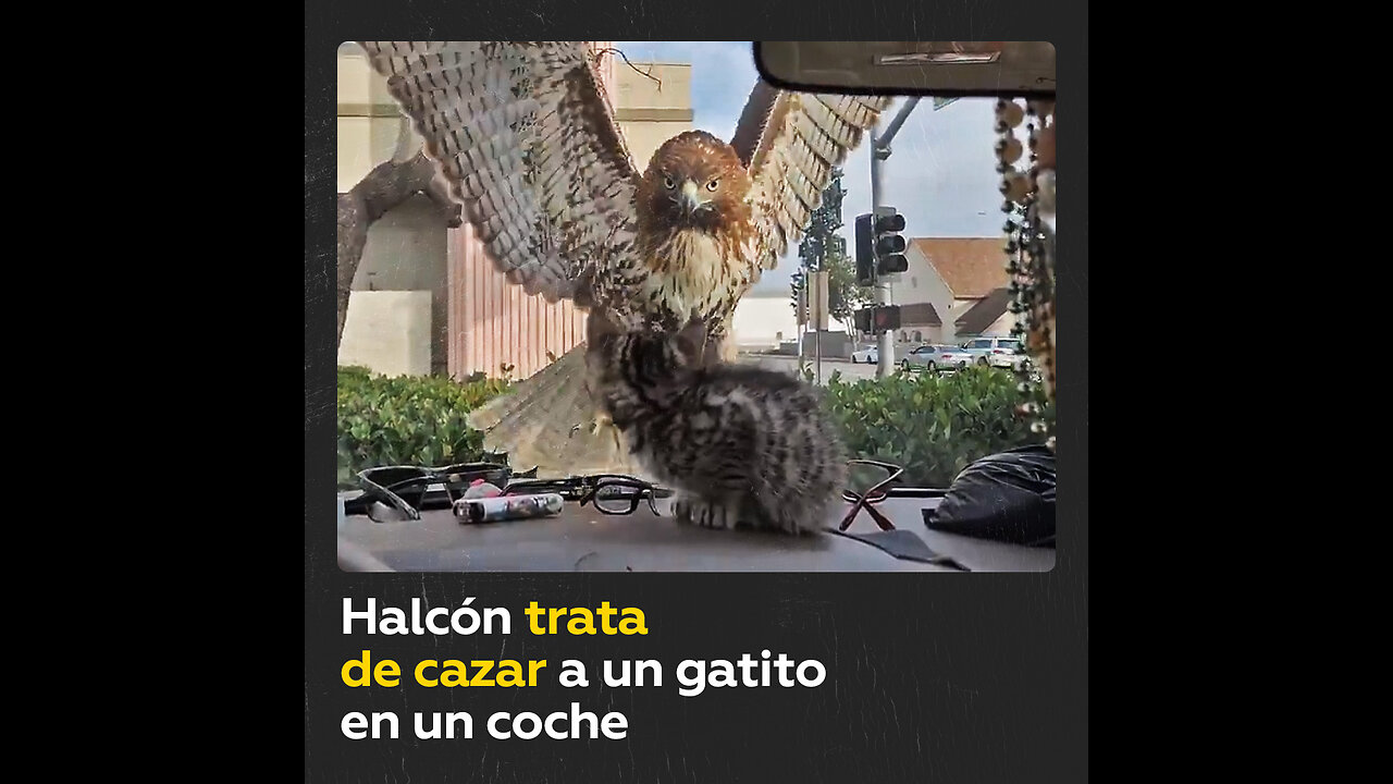 Halcón intenta atrapar a un gatito, pero un parabrisas frustra su caza