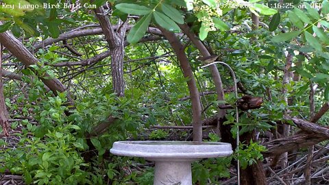 Waterthrush - great visit!