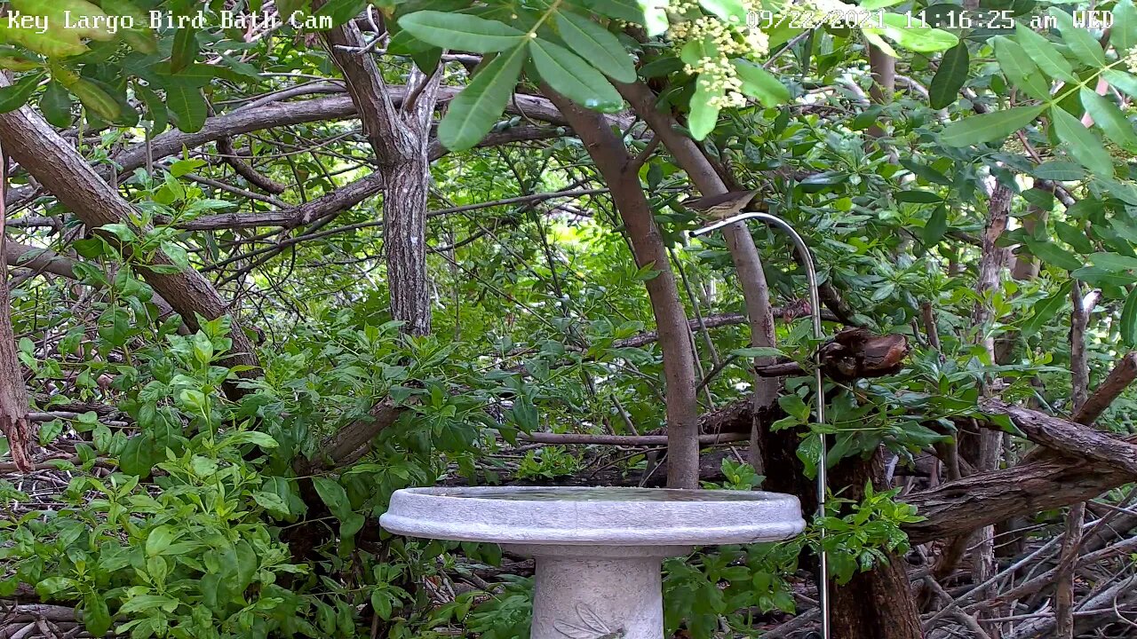 Waterthrush - great visit!