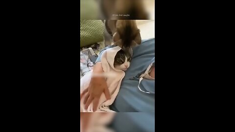 Funny cat videos 😹😹