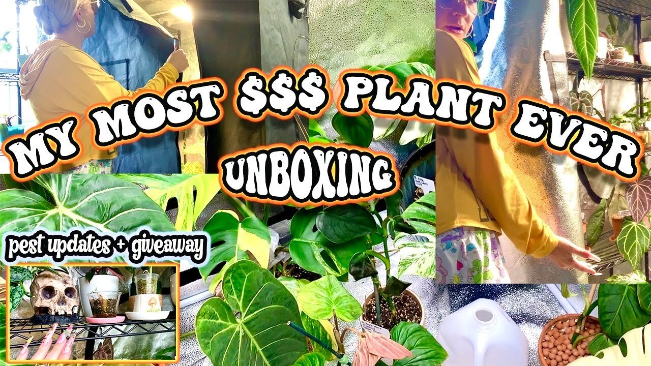 The MOST $$$ plant in my collection - RARE houseplant unboxing - XL Spiderfarmer tent tour