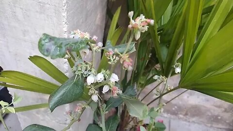 frutíferas produzindo em vasos maçã mirtilo uva... a venda em Niterói RJ