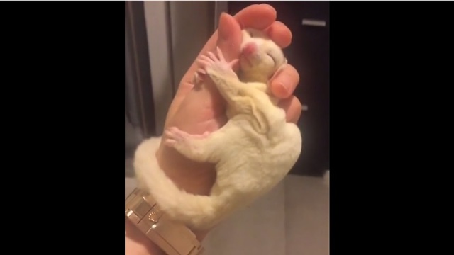 Sugar glider preciously naps in owner's hand