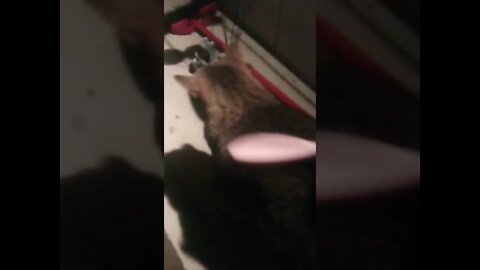 Brushing my pussy