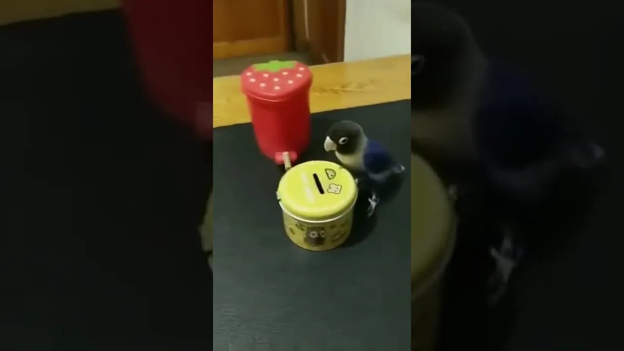 A bird smarter than humans! 💕😂😂