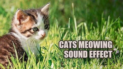 Cat Meowing Sounds 🐱 Check Out These Adorable Cat Meowing Noises