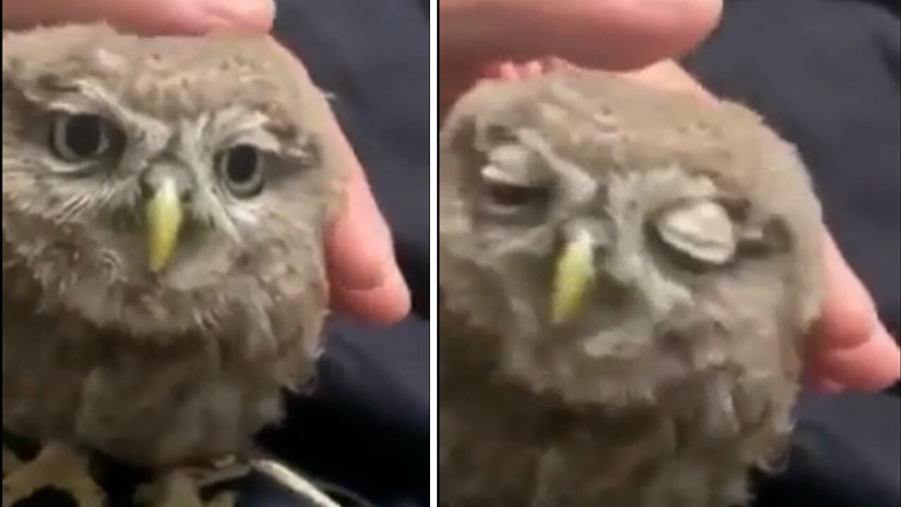 Little Owl Having a complete Blast as his owner gently rubs on his head