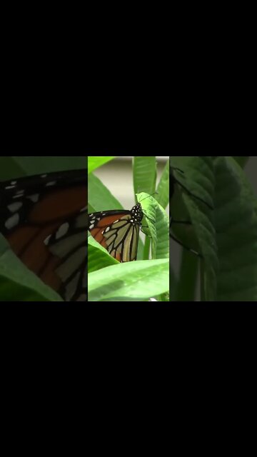 This Is Why I Grow Milkweed 🌿