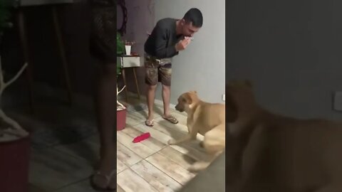 Cachorrinho muito fofo dançando!! #shorts