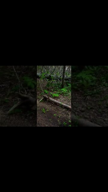 Squirrel slowly coming down tree