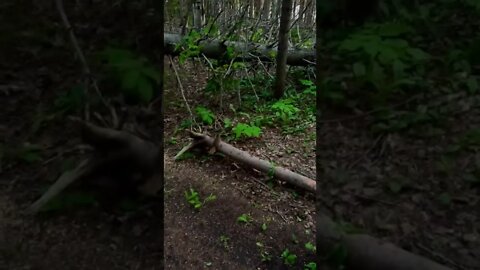 Squirrel slowly coming down tree