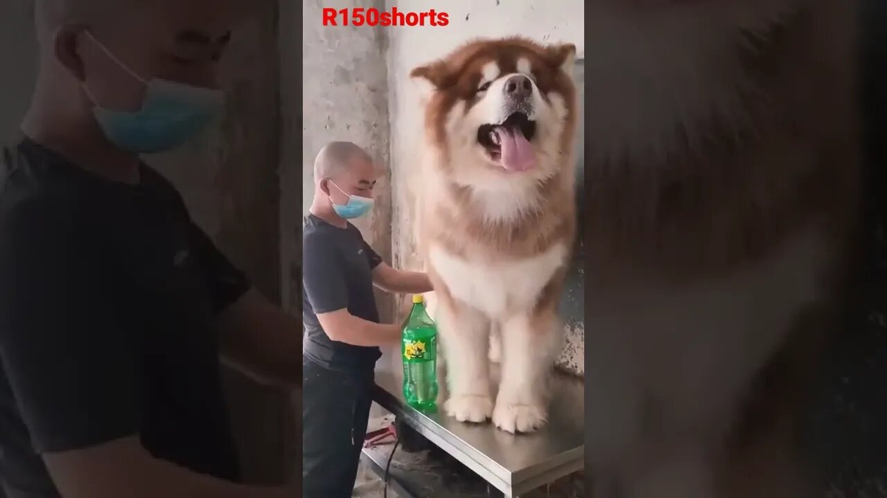 big Dog Funny Video 😁😁😁😁😁😁pappy Funny Video - Cute and funny Dog |#r150shorts |#youtubeshorts Short
