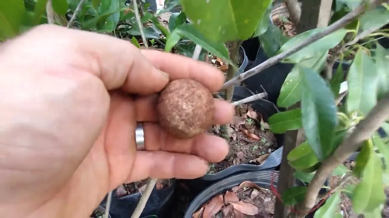frutífera produzindo em vaso Cambuci cereja de Madagascar Logan guaquiea azul mangostim roxo soncoya