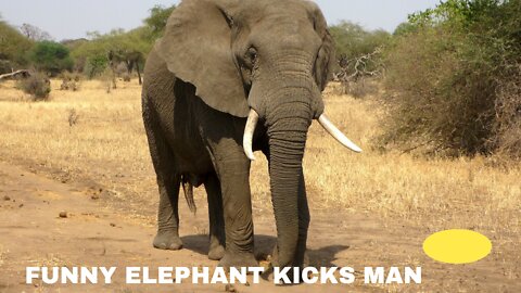 Funny Elephant Kicks Man