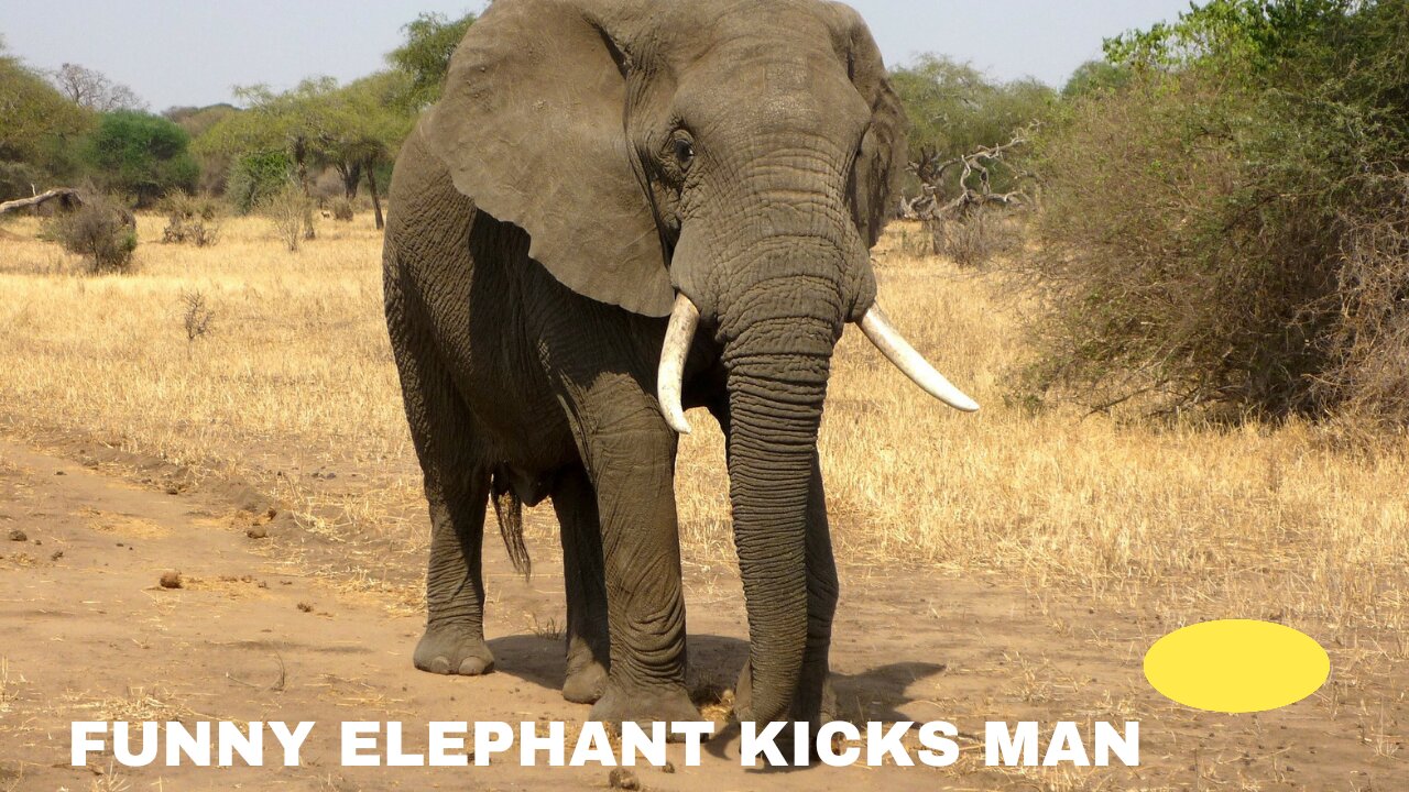 Funny Elephant Kicks Man