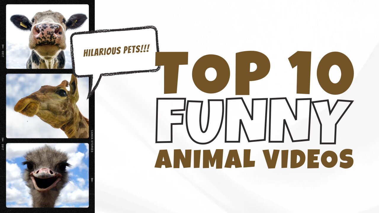 funny vedio