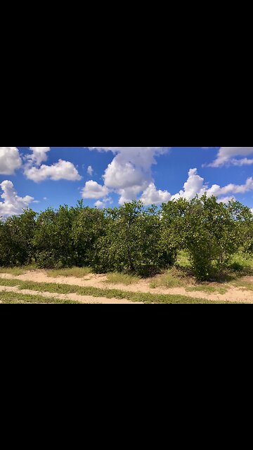 Food Security Coalition. Indian river Citrus trees. Windy Solar Capital