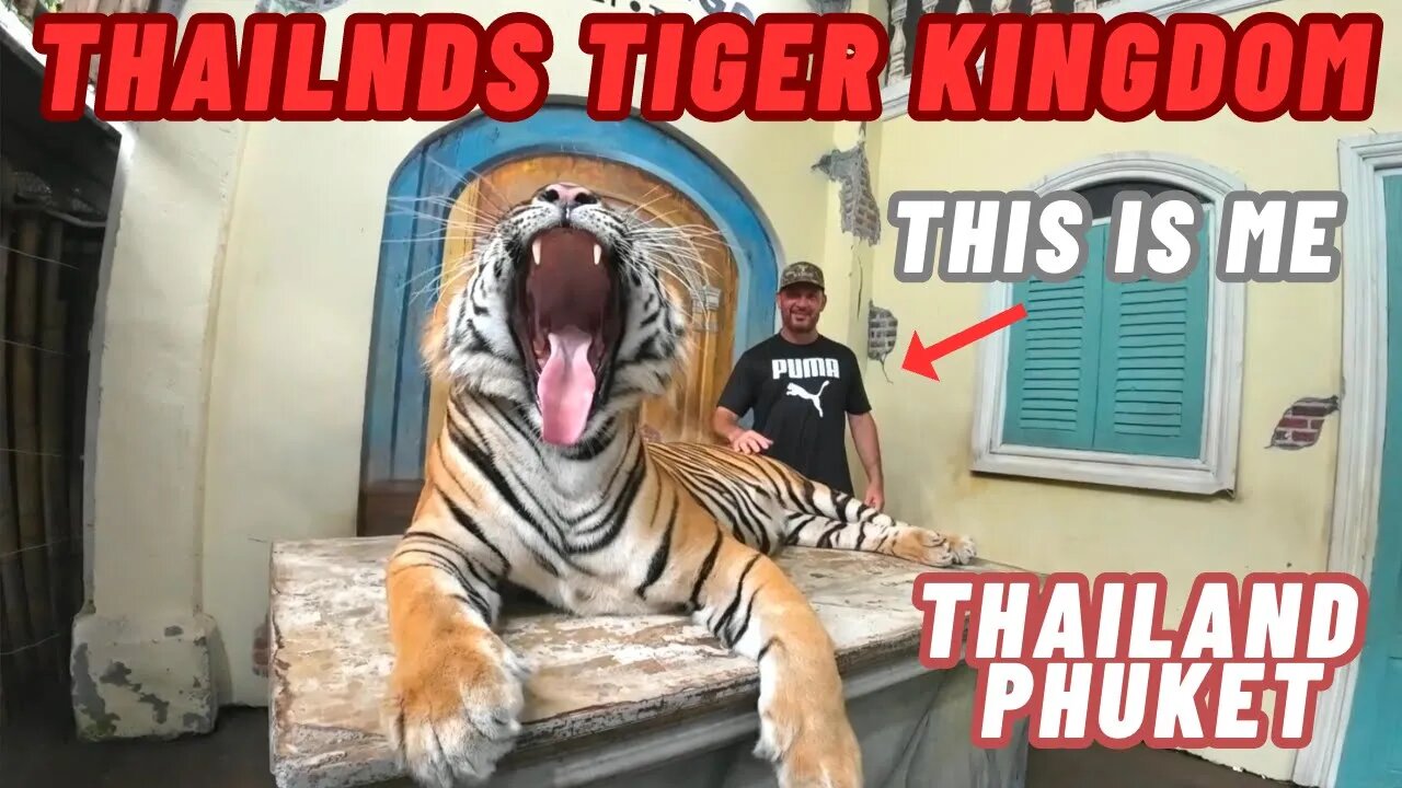 I Got In A Cage A With Giant Thailand Tiger