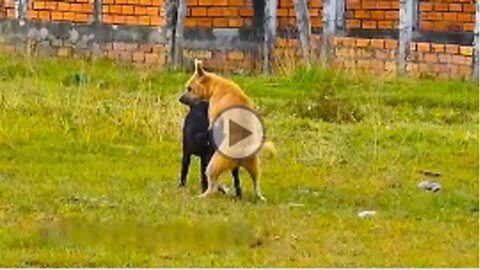 Village dog!! Black Labrador Retriever Vs German Shepherd Dog Near Home