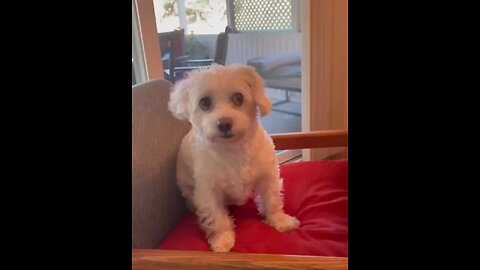 Cute dog 🥰🥰🥰🥰