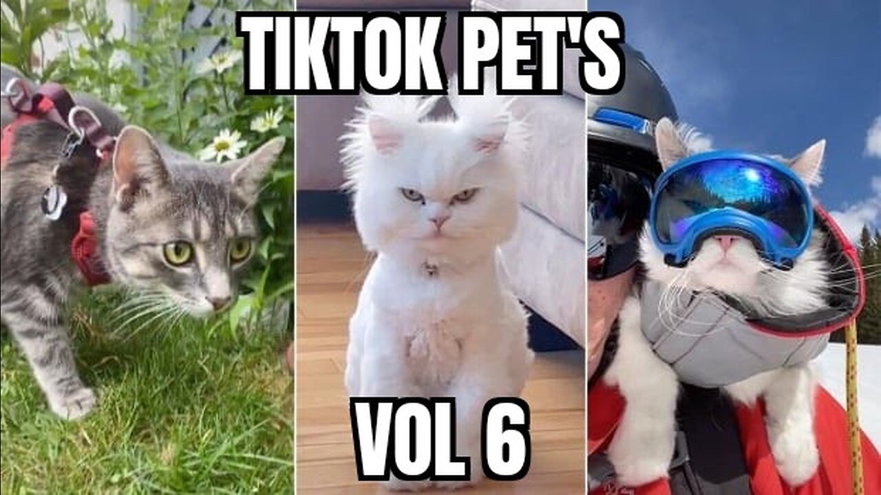 Tiktok pet's vol 6