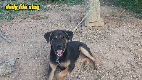 good dog loves to be naughty | daily life vlog