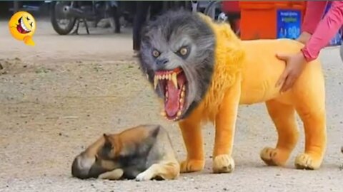 Troll Prank Dog Funny fake Lion and Fake Tiger Prank To dog Huge Box Prank to dog