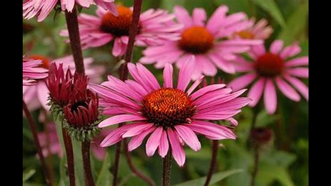 Echinacea