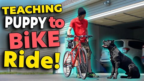 Teaching Puppy To Bike Ride - Cane Corso Puppy