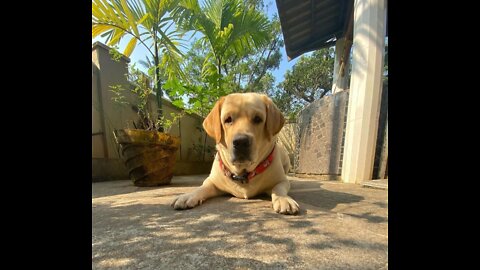 the labrador Ars