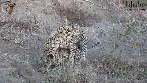 WILDlife: Scotia Female Leopard Mates For The First Time?