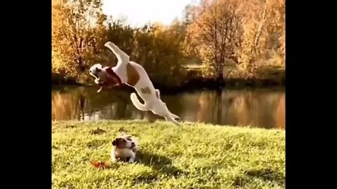 Nailed it...🤯😁🐶 #shorts #dog #tiktok