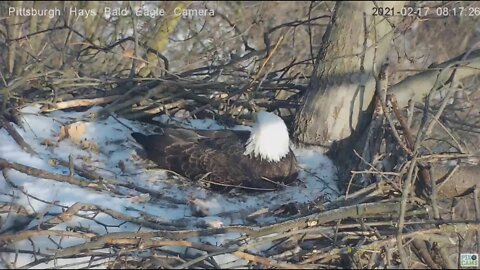 Hays Eagles Dad watches Northern male Cardinal 2021 02 17 08 8:17:11AM