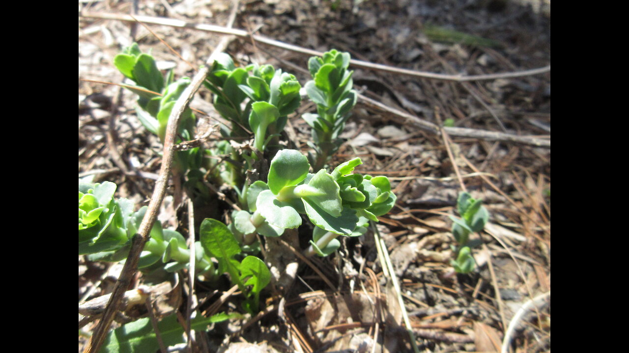 Signs of Spring Stonecrop April 2023