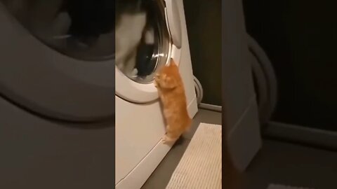Curiosity Oopsed The Cat