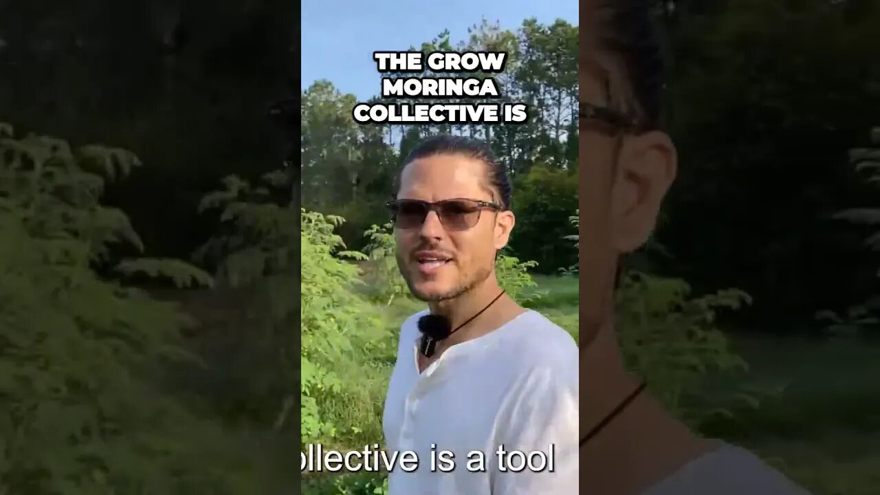Mind Blowing Secrets of The Grow Moringa Collective Unveiled