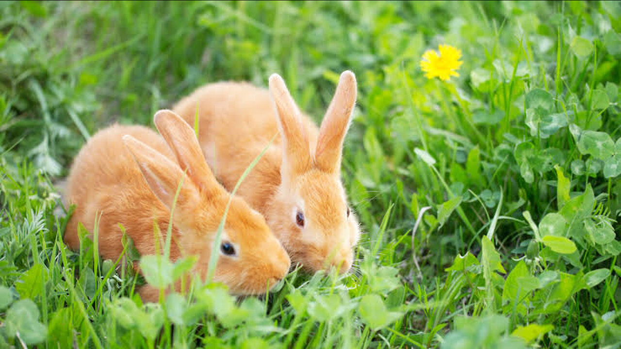 Rabbits eating grass very fast 😲😲