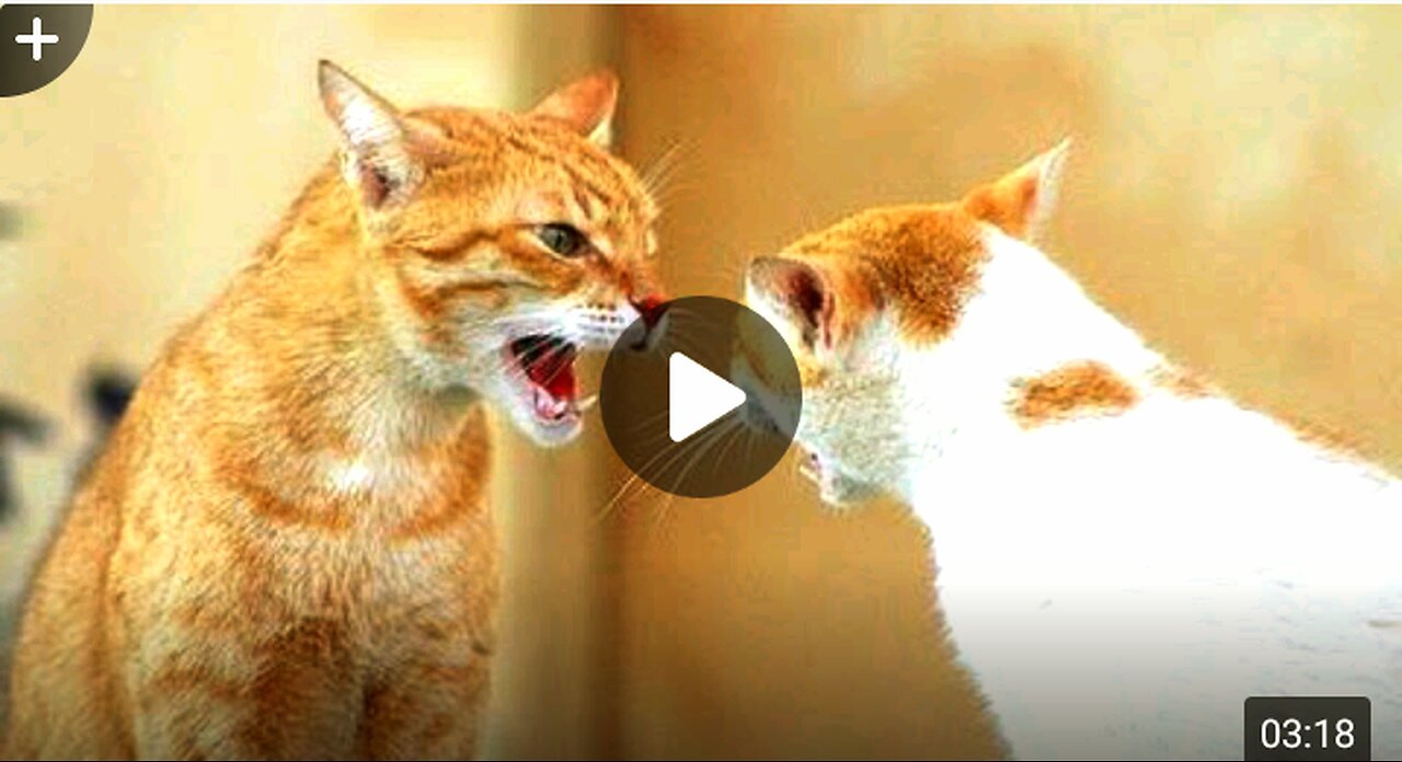 Funny catch arguing-cats talking to each others compilation || NEW HD